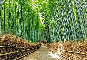 Bamboo LA BELLE VIE BOUTIQUE