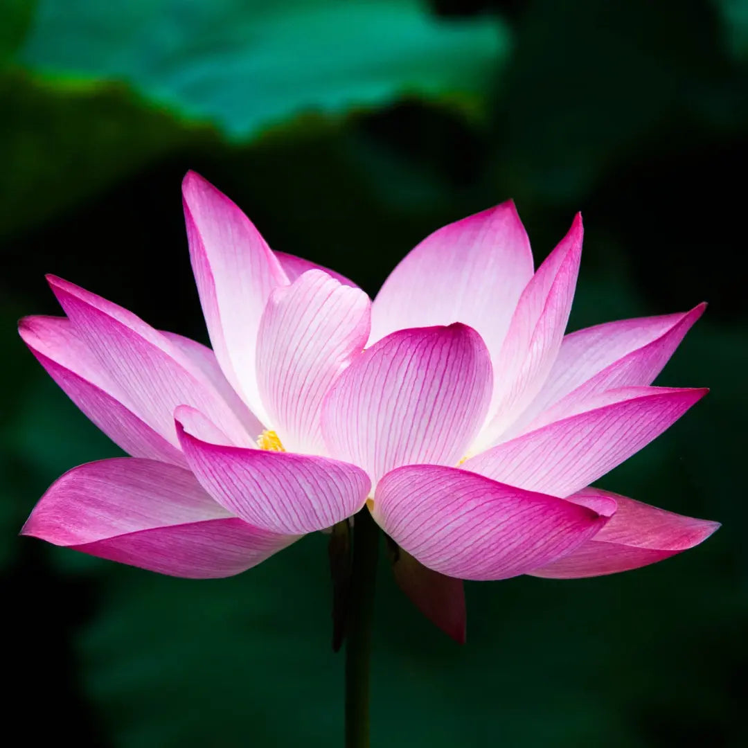 Lotus-Flower LA BELLE VIE BOUTIQUE